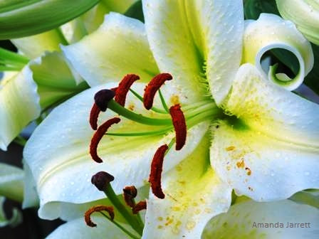 Lilium x hybrid oriental 'Aubade' oriental lily 