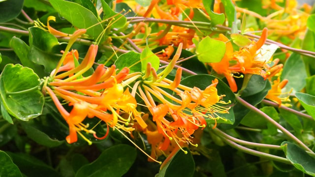 Lonicera x 'Mandarin' honeysuckle,summer flowering vines,vines with June flowers,summer flowering vines