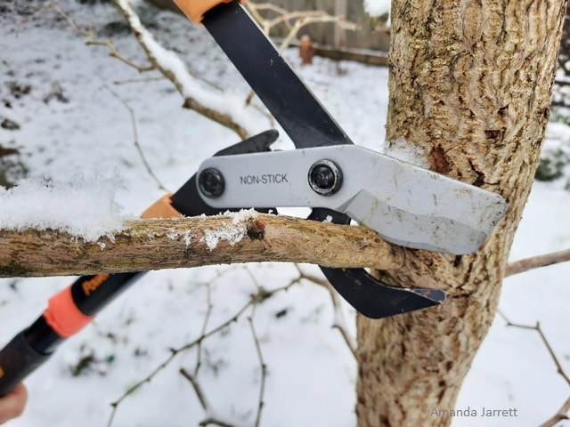 winter pruning,what to prune in winter,dormant pruning