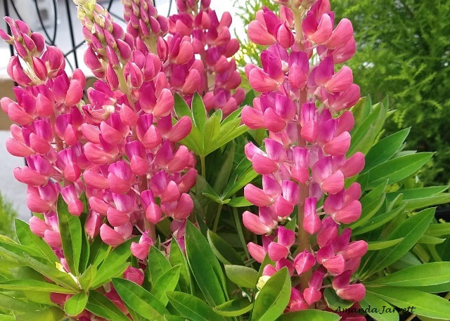 Lupins,Lupinus,June flowers,wildflowers,summer flowering perennials