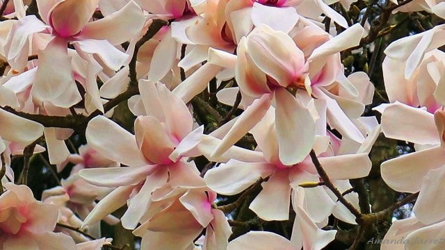 tulip tree magnolias