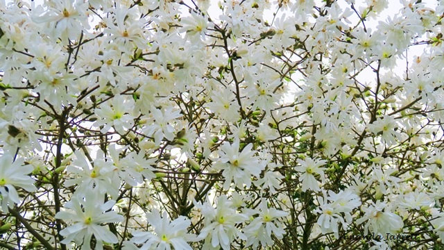 star magnolia,Magnolia stellata,March flowering trees