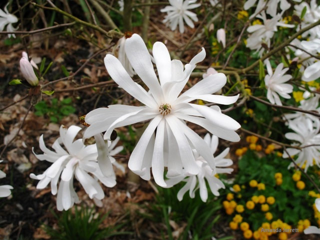 star magnolia,Magnolia stellata,March flowers,March trees,spring flowering trees