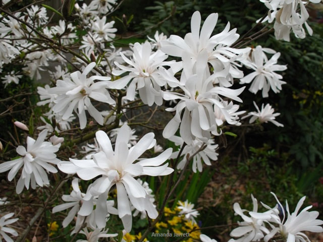 star magnolia,Magnolia stellata,March flowers,March trees,spring flowering trees