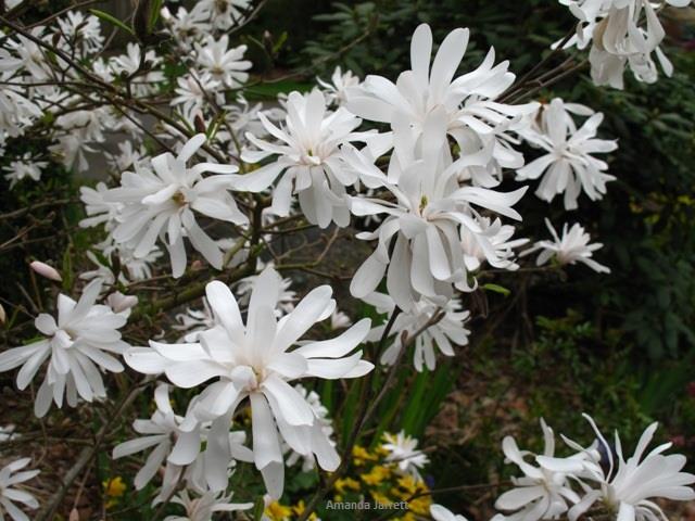 star magnolia,Magnolia stellata,spring flowering trees,April flowering trees