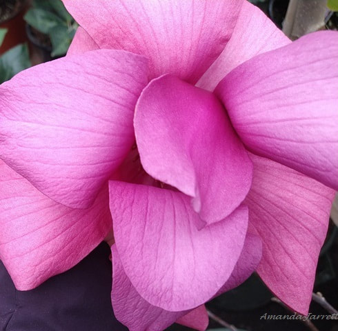 Jurmagi saucer-tulip magnolia