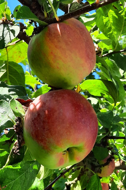 apple harvest,September garden chores