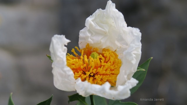 white Himalayan poppy Meconopsis baileyi 'Alba'