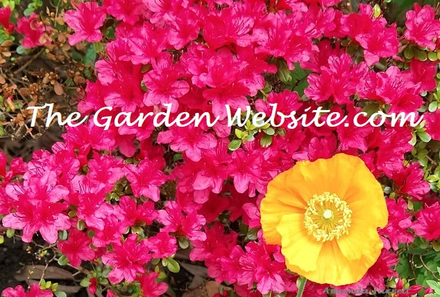 subscribe to The Garden Website.com