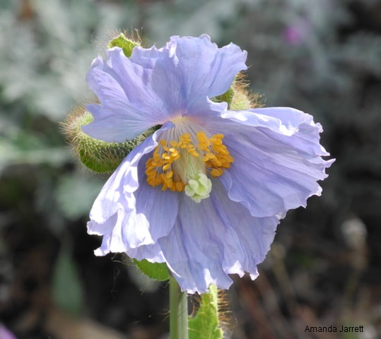 Mecanopsis baileyi,Himalayan blue poppy,May gardens,spring gardens,May flowers