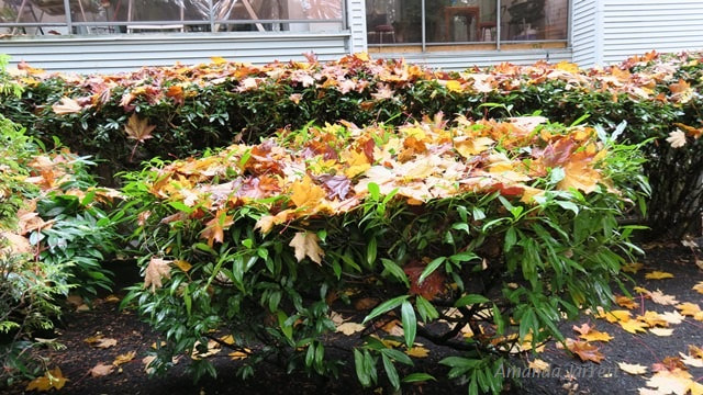 what to do with fallen leaves,fall foliage   