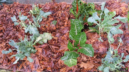 how to prepare your vegetable garden in fall