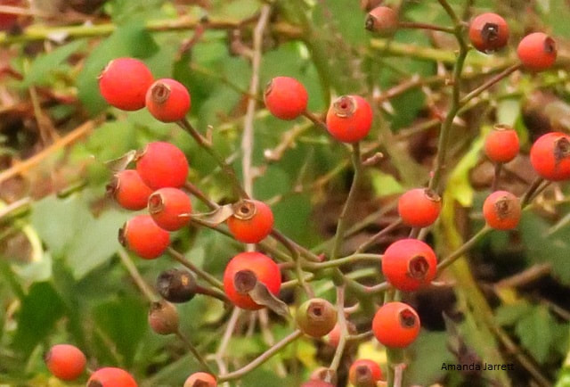 rosehips,rose hips,pruning roses in fall,September garden chores,fall garden chores,garden chores in autumn