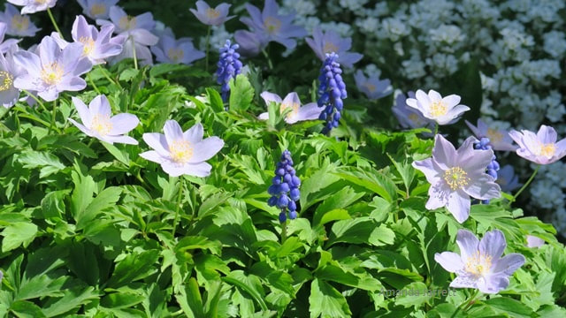 wood anemone,grape hyacinths,spring flowers