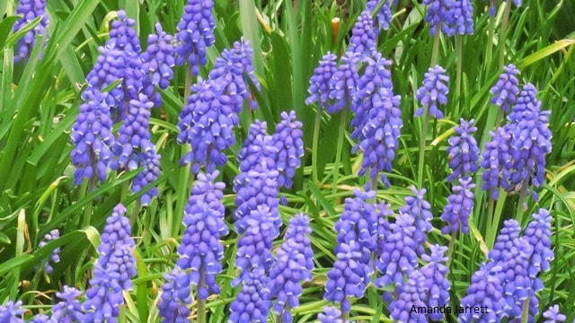 Grape hyacinth,Muscari armeniacum,spring flowering bulbs,blue flowers