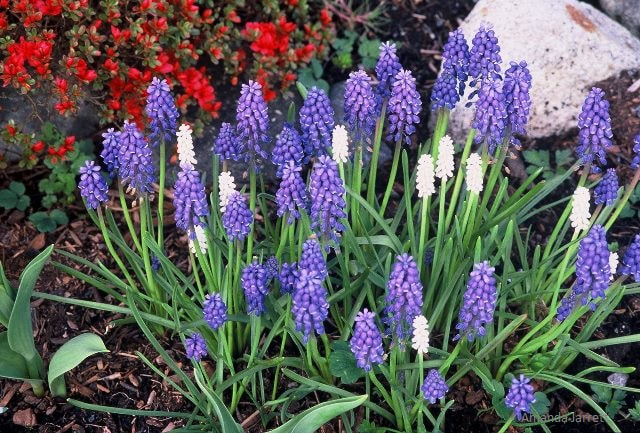 easy bulbs,Grape-hyacinths,muscari,spring bulbs,fragrant bulbs,spring flowers,naturalizing bulbs