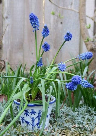 spring flowering bulbs for containers