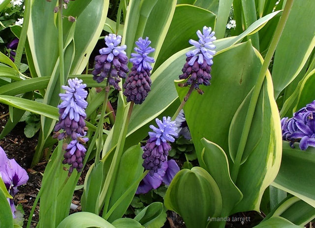 broad-leaf grape-hyacinths,Muscari latifolium