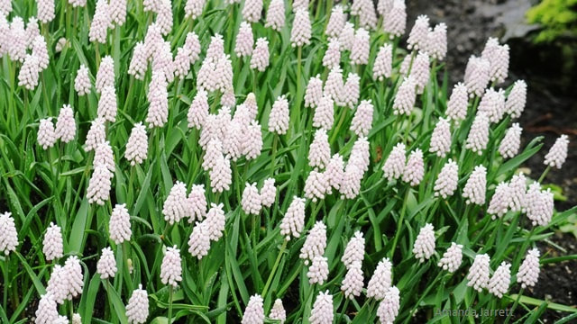 'White Magic' grape-hyacinths,white flowering bulbs