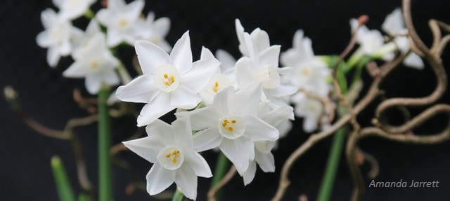paperwhite narcissus,gift plants