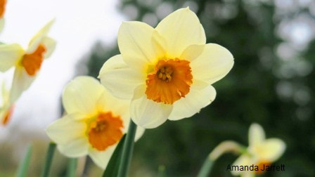 Pheasant's-eye Narcissus poeticus var. recurvus,spring flowering bulbs