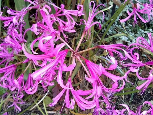 Guernsey lily,Nerine bowdenii,autumn plants,fall plants