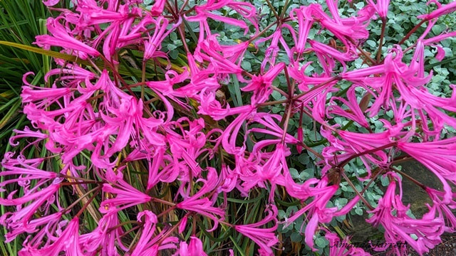 Guernsey lily,Nerine bowdenii,fall flowers
