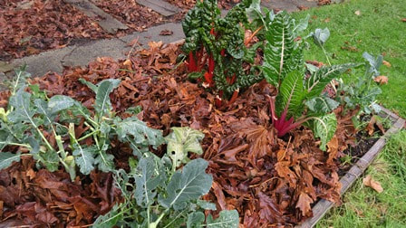 November vegetable gardens,November garden chores