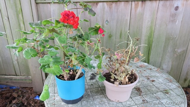 saving geraniums over the winter