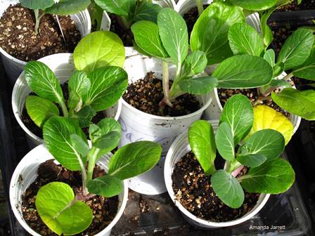 hardening off plants,grow plants from seeds,start vegetables from seed indoors