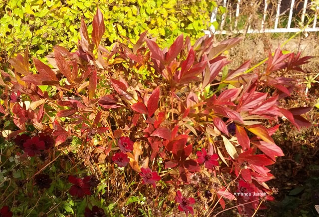 plants with good fall colour,fall color plants