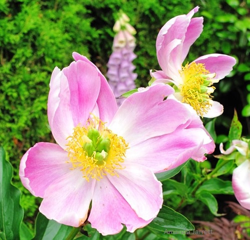 single-flowered peony flower type