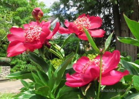 Japanese flowered peony 'Nippon Beauty'
