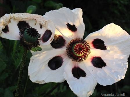 Papaver orientale 'Perry's White' oriental poppy,June flowers,The Garden Website.com,Amanda Jarrett,Amanda’s Garden Consulting,garden website