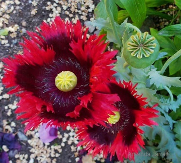 Papaver orientalis 'Turkenlouis',oriental poppy,June flowers,the garden website.com,Amanda's Garden Consulting,Amanda Jarrett  