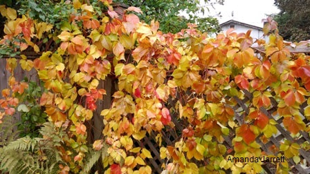 Parthenocissus quincefolia,Virginia creeper,fall color,autumn colour,colorful vines