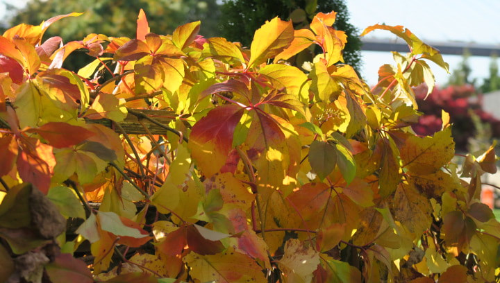 Virginia creeper colourful fall vines Parthenocissus quincefolia