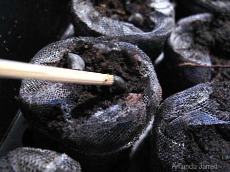 how to sow seeds in peat pellets