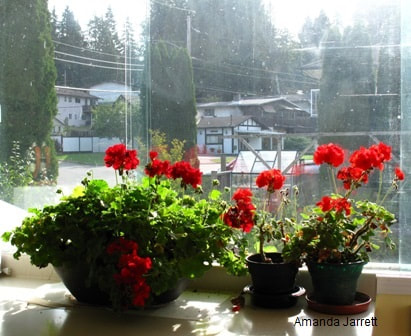 pelargoniums,saving geraniums,overwintering geraniums