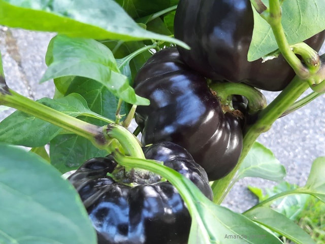 black sweet peppers,organic vegetable gardening 