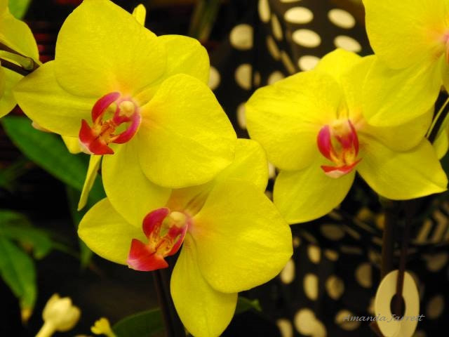 moth orchid,phaleonopsis 