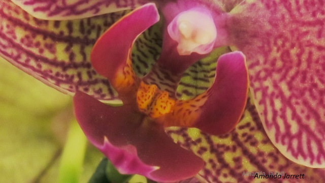 moth orchid,phalaenopsis