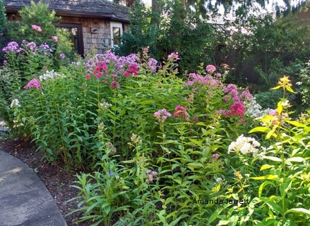 Phlox paniculata,garden phlox,summer flowers,July Plant of the Month,The Garden Website.com,Amanda’s Garden Consulting,Amanda Jarrett