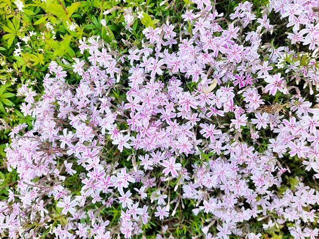Candy Stripe creeping phlox,Phlox subulata,flowering ground cover,May flowers