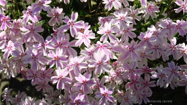 Phlox subulata 'Candy Stripe' moss phlox,May gardens,spring gardens,May flowers,flowering ground covers