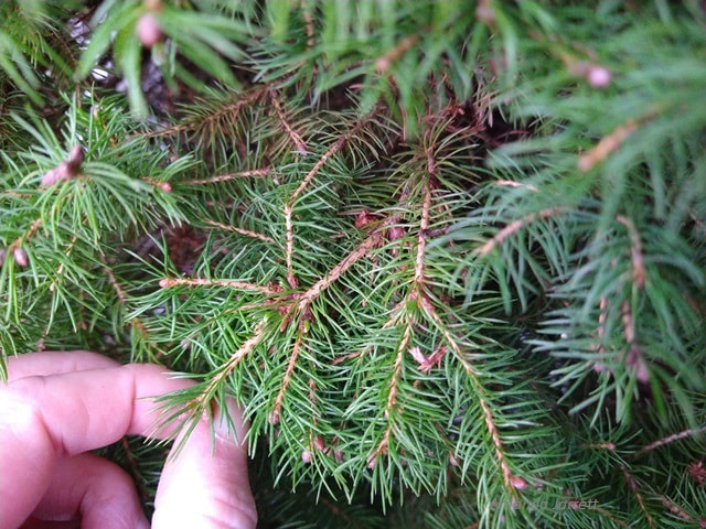 spruce needles dwarf Alberta
