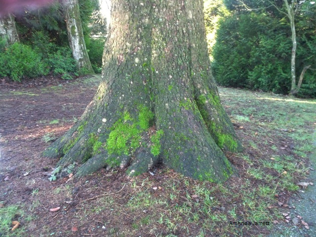 trunk flare,root flare,how to plant a tree