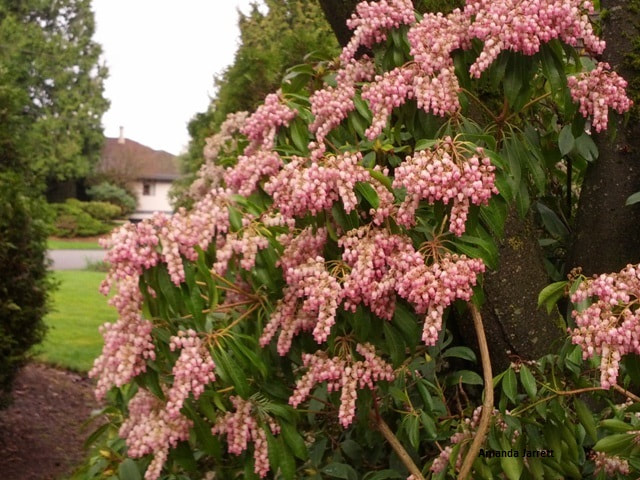 Lily-of-the-valley shrub,Pieris japonica,spring flowering shrub