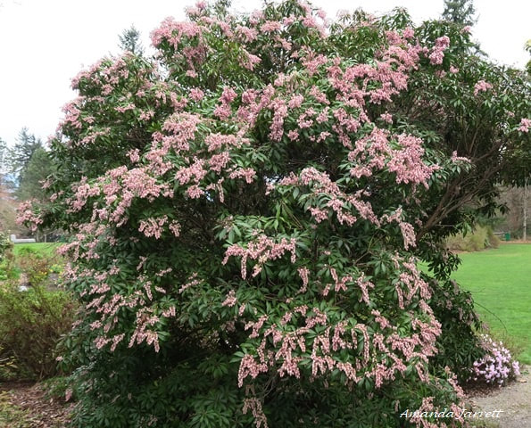 Lily-of-the-valley shrub,Pieris japonica,spring shrubs,April flowering shrub,broadleaf evergreen
