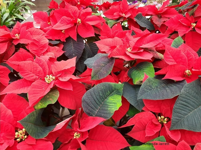 poinsettia,Euphorbia pulcherrima,January gardening,January plants,dormant pruning,gardening in winter,winter pruning,dormant oil lime sulfur,control of overwintering insects & diseases,topping trees,winter gardening,Canadian seed and plant catalogues,The Garden Website.com,the garden website,Amanda Jarrett,Amanda’s Garden Consulting,landscaping,horticulture